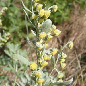 Artemisia rhaetica Brügger (Absinthe)