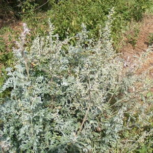  - Artemisia absinthium L.