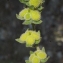  Liliane Roubaudi - Cynoglossum creticum Mill. [1768]