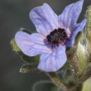 Cynoglossum creticum Mill. (Cynoglosse de Crète)