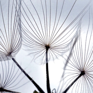 tragopogon pratensis [nn] par Jean-Landry NICOLAS le 10/06/2013 - Riez