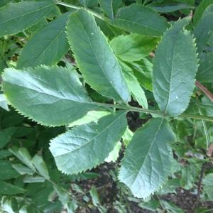 Photographie n°189759 du taxon Sambucus racemosa L. [1753]