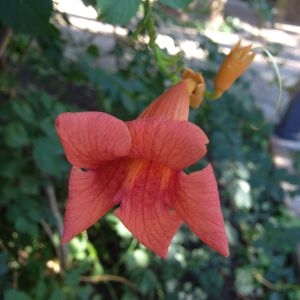 Photographie n°189799 du taxon Campsis radicans (L.) Bureau [1864]