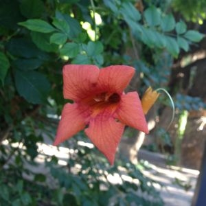 Photographie n°189800 du taxon Campsis radicans (L.) Bureau [1864]