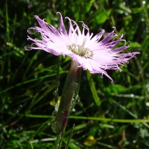 Photographie n°189824 du taxon Dianthus hyssopifolius L. [1755]