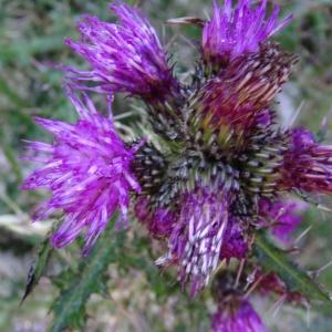 Photographie n°189828 du taxon Cirsium palustre (L.) Scop. [1772]