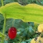  Alain Poirel - Streptopus amplexifolius (L.) DC.