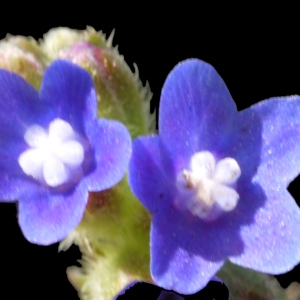  - Anchusa undulata L. [1753]