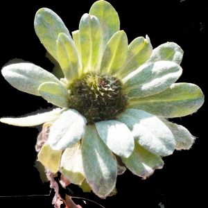 Photographie n°189858 du taxon Evax pygmaea (L.) Brot. [1804]