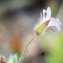  Liliane Roubaudi - Geranium rotundifolium L. [1753]