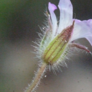 Geranium viscidulum Fr. (Géranium à feuilles rondes)