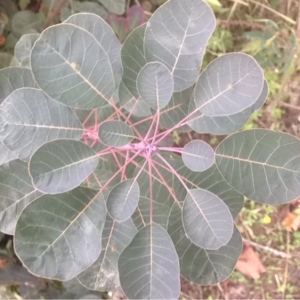 Photographie n°189867 du taxon Cotinus coggygria Scop. [1771]