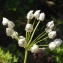  Liliane Roubaudi - Allium neapolitanum Cirillo [1788]