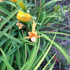 Photographie n°189972 du taxon Hemerocallis fulva (L.) L. [1762]