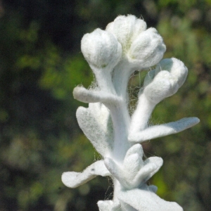 Achillea maritima (L.) Ehrend. & Y.P.Guo subsp. maritima (Diotis blanc)
