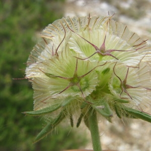 Lomelosia stellata (L.) Raf. (Scabieuse étoilée)