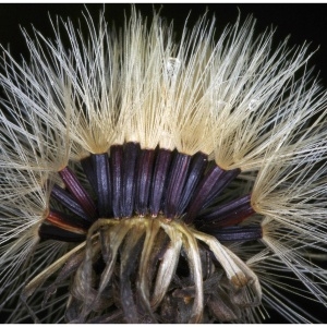 Photographie n°190012 du taxon Hieracium umbellatum L. [1753]