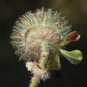 Photographie n°190029 du taxon Trifolium cherleri L. [1755]