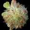  Liliane Roubaudi - Trifolium cherleri L. [1755]
