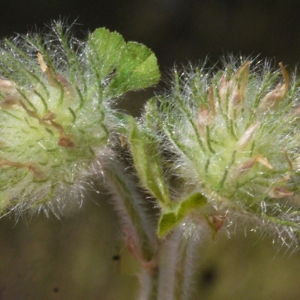 Photographie n°190036 du taxon Trifolium cherleri L. [1755]