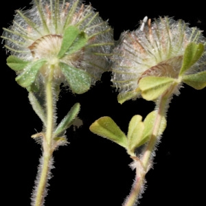 Photographie n°190044 du taxon Trifolium cherleri L. [1755]