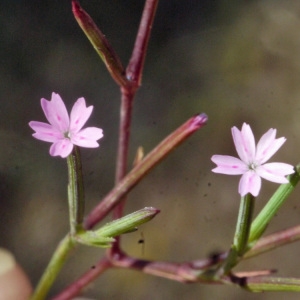 Photographie n°190047 du taxon Velezia rigida L. [1753]