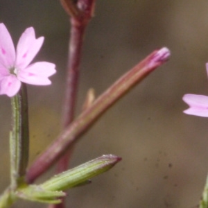 Photographie n°190049 du taxon Velezia rigida L. [1753]