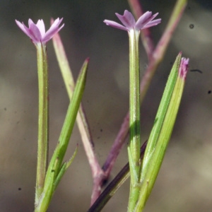 Photographie n°190051 du taxon Velezia rigida L. [1753]