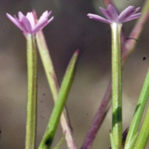 Photographie n°190052 du taxon Velezia rigida L. [1753]