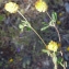  Liliane Roubaudi - Trifolium campestre Schreb. [1804]