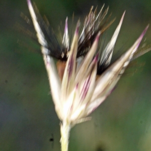 Photographie n°190070 du taxon Crupina crupinastrum (Moris) Vis. [1847]