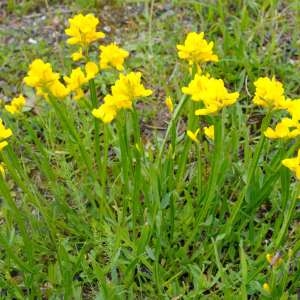 Photographie n°190081 du taxon Genista sagittalis L.