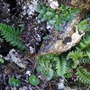 Photographie n°190090 du taxon Polystichum lonchitis (L.) Roth [1799]