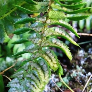 Photographie n°190091 du taxon Polystichum lonchitis (L.) Roth [1799]