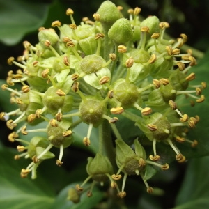 Hedera helix L. (Lierre)