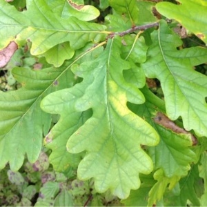 Photographie n°190128 du taxon Quercus robur L. [1753]