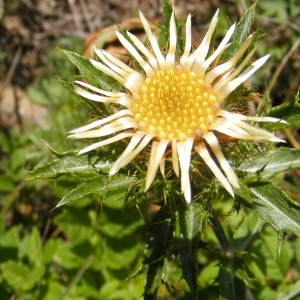 Photographie n°190135 du taxon Carlina vulgaris L. [1753]