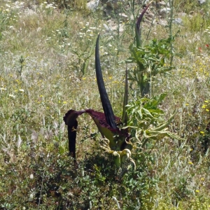  - Dracunculus vulgaris Schott [1832]