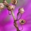  Gilles SALAMA - Lysimachia arvensis (L.) U.Manns & Anderb.