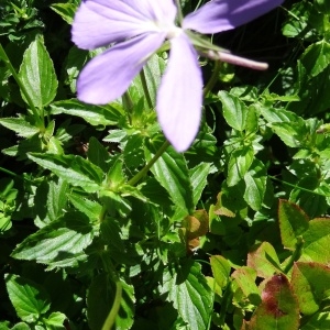 Photographie n°190198 du taxon Viola cornuta L. [1763]