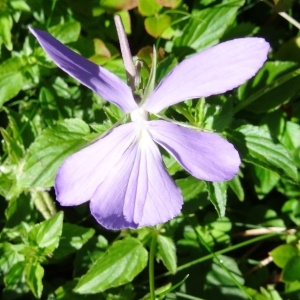 Photographie n°190199 du taxon Viola cornuta L. [1763]