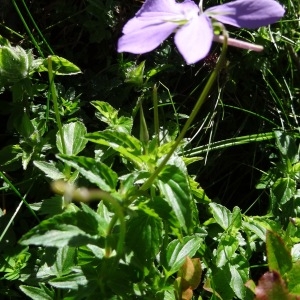 Photographie n°190200 du taxon Viola cornuta L. [1763]