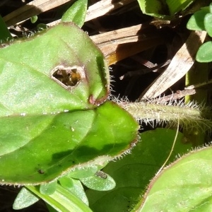 Photographie n°190203 du taxon Prunella grandiflora (L.) Schöller [1775]