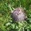  Alain Bigou - Cirsium eriophorum subsp. eriophorum