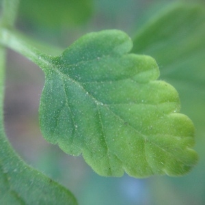 Photographie n°190222 du taxon Teucrium flavum L. [1753]