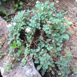 Photographie n°190272 du taxon Erodium corsicum Léman [1805]