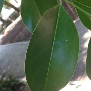 Photographie n°190312 du taxon Ligustrum lucidum W.T.Aiton [1810]