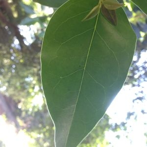 Photographie n°190318 du taxon Ligustrum lucidum W.T.Aiton [1810]