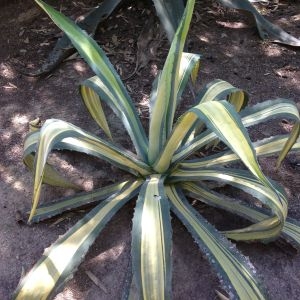 Photographie n°190361 du taxon Agave americana L. [1753]