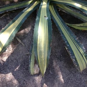 Photographie n°190362 du taxon Agave americana L. [1753]